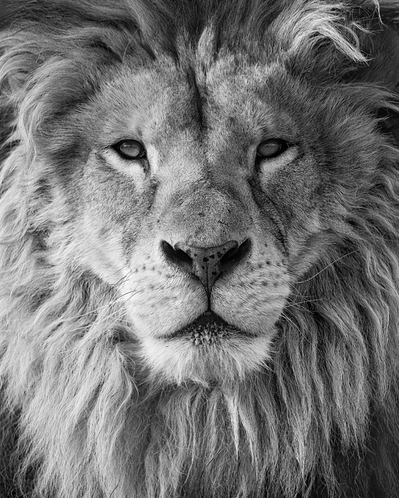 León