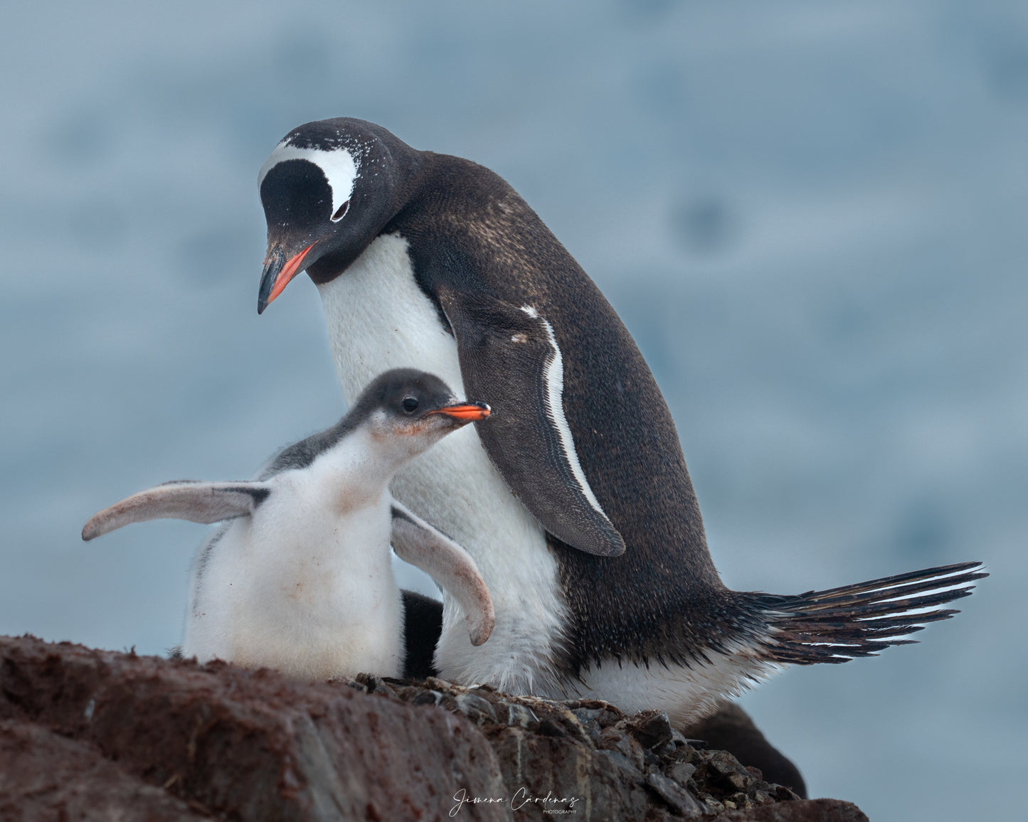 Pingüinos