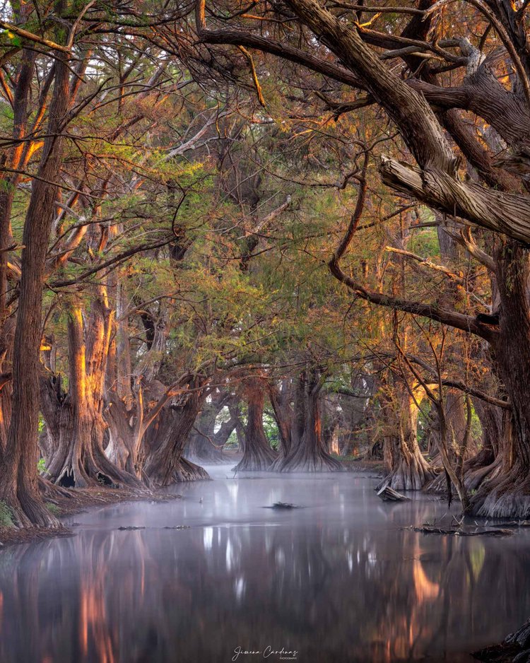 Bosque flotante