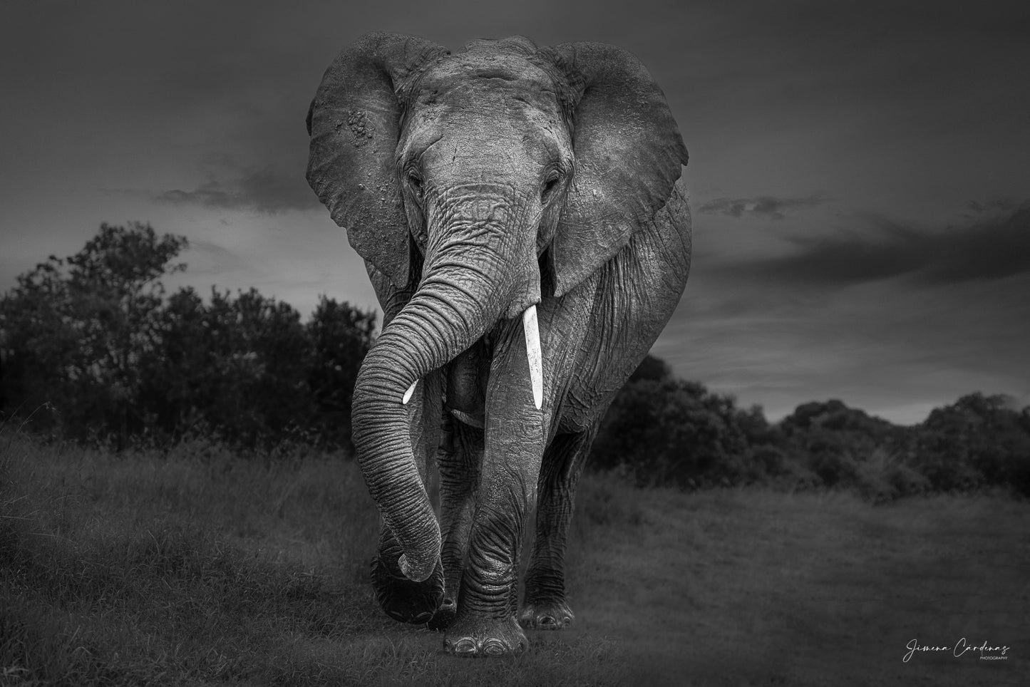 Elefante ancestral