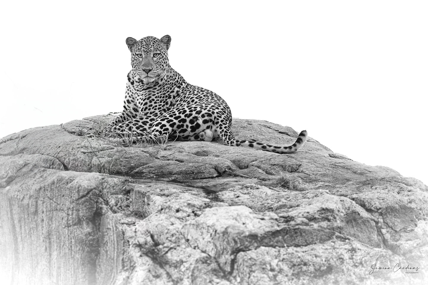Leopardo