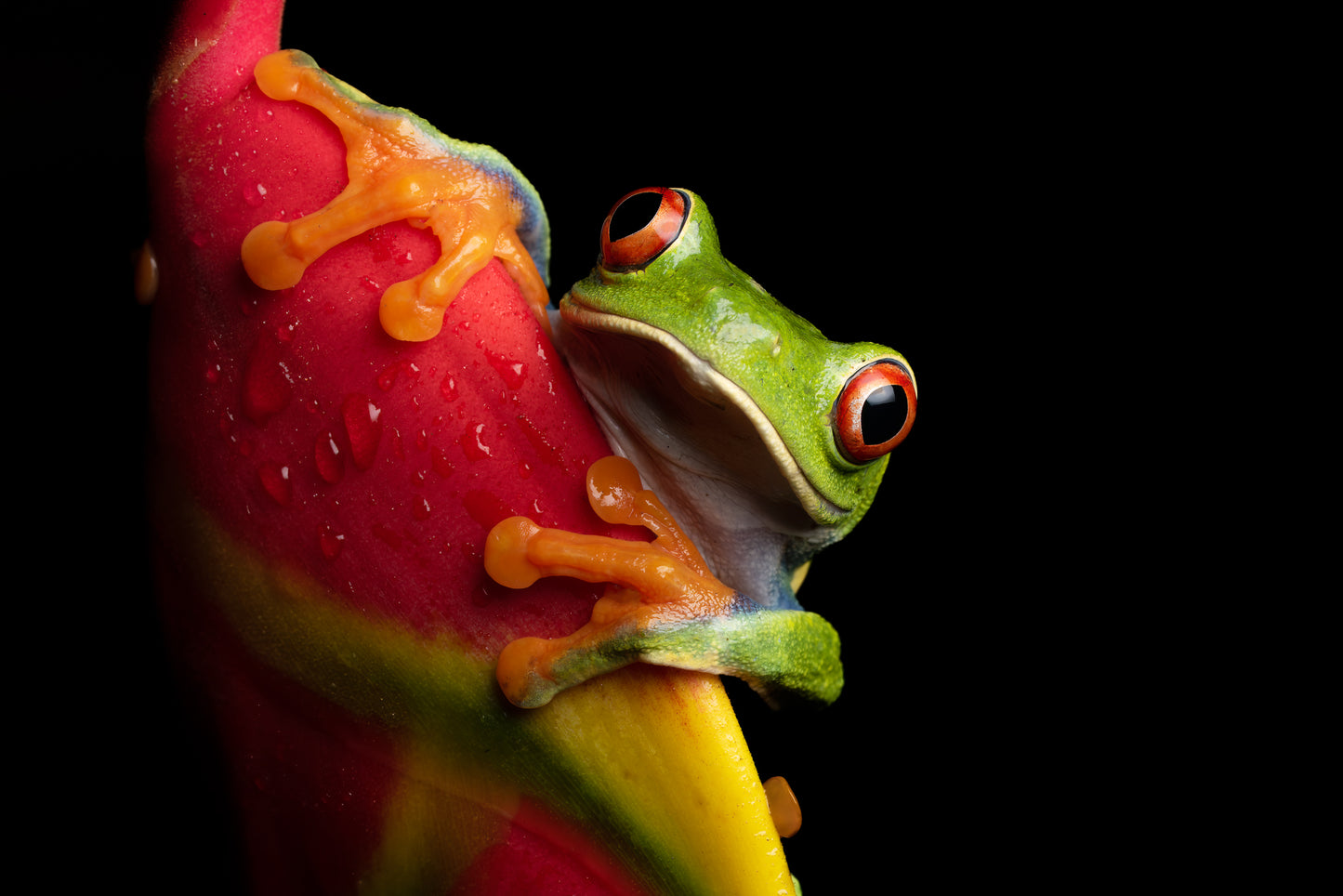 Guardián de Colores