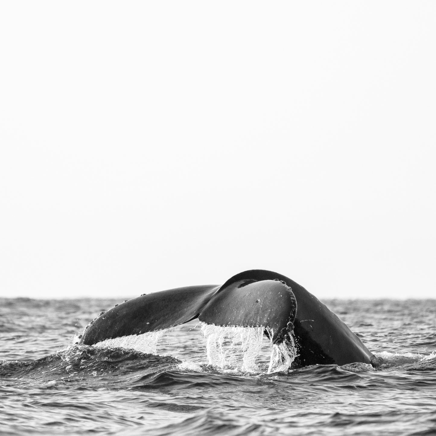 Elegancia oceánica